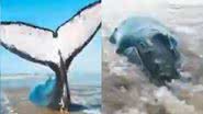 Imagens de baleia-jubarte encalhada - Reprodução/Vídeo/Youtube