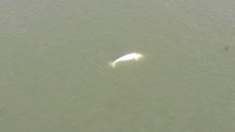 Especialistas estudam como resgatar baleia beluga que está no rio Sena - Reprodução/Vídeo/G1
