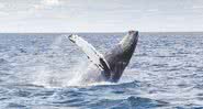 Fotografia meramente ilustrativa de uma baleia - Divulgação / Pixabay / Free-Photos