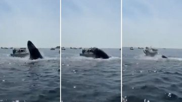 Sequência da baleia saltando e caindo em barco - Divulgação/ Redes Sociais
