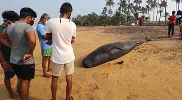 Baleia encalhada na costa do Sri Lanka - Divulgação/ YouTube/ EFE Brasil