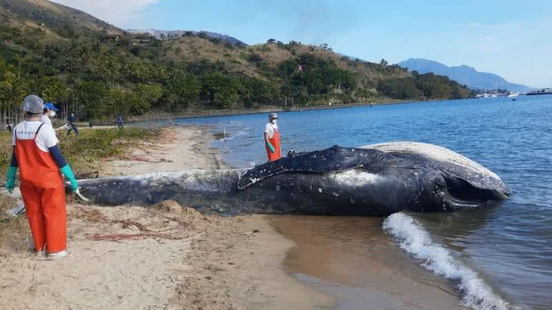 Baleia encontrada morta em praia de Ilhabela - Divulgação/Instituto Argonauta