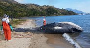 Baleia encontrada morta em praia de Ilhabela - Divulgação/Instituto Argonauta