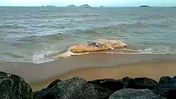 Baleia jubarte em praia - Divulgação / G1