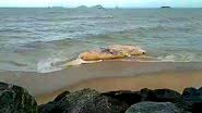 Baleia jubarte em praia - Divulgação / G1