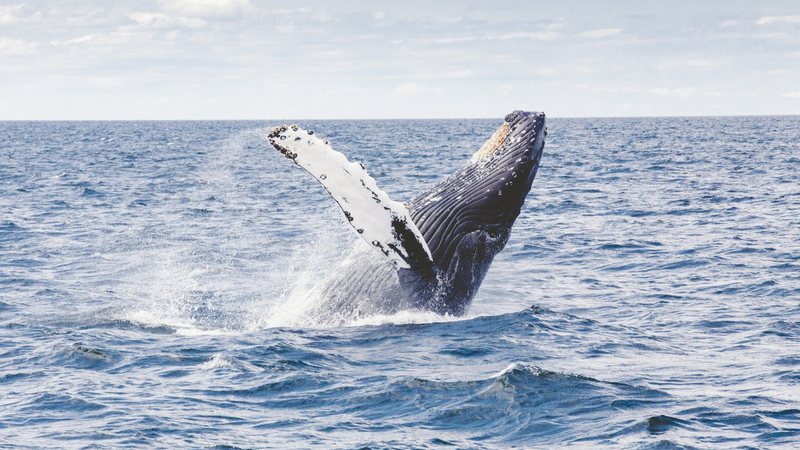 Imagem meramente ilustrativa de baleia jubarte - Divulgação/ Pixabay/ Free-Photos