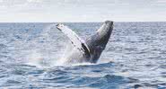 Imagem meramente ilustrativa de baleia jubarte - Divulgação/ Pixabay/ Free-Photos