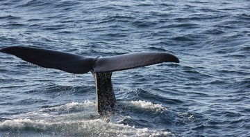 Imagem meramente ilustrativa de cauda de baleia cachalote - Divulgação/ Pixabay/ nesslinger-it