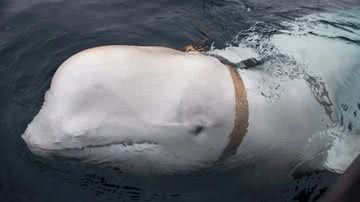 Baleia 'espiã' russa encontrada na Noruega - Reprodução / Direção Norueguesa de Pescas