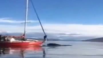 Barco perseguindo e atropelando baleia no Canal de Beagle - Divulgação/Vídeo/O Globo