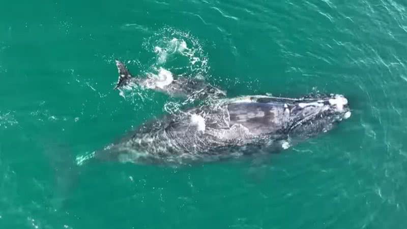Baleia e seu filhote na costa da Geórgia, nos EUA