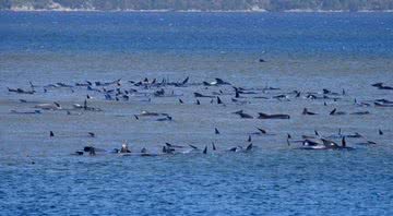 Baleias mortas vistas na costa australiana - Divulgação/Twitter/NewsBFM/22.09.2020