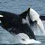 Imagem ilustrativa de baleias orca