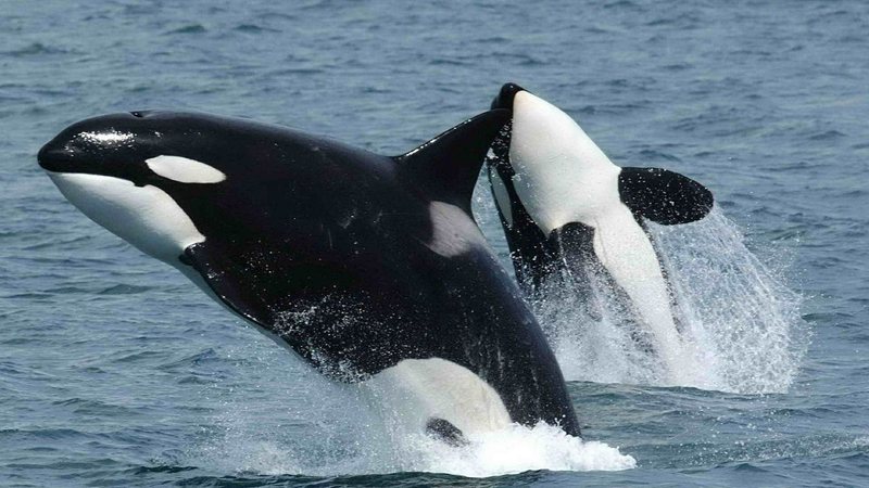 Imagem ilustrativa de baleias orca - Domínio Público