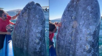 Baleia em passeio ao lado de barcos no México - Divulgação / Instagram / magdalenabaywhales
