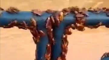 Cena do vídeo em que mostra a multidão de baratas em um corrimão - Divulgação/Twitter