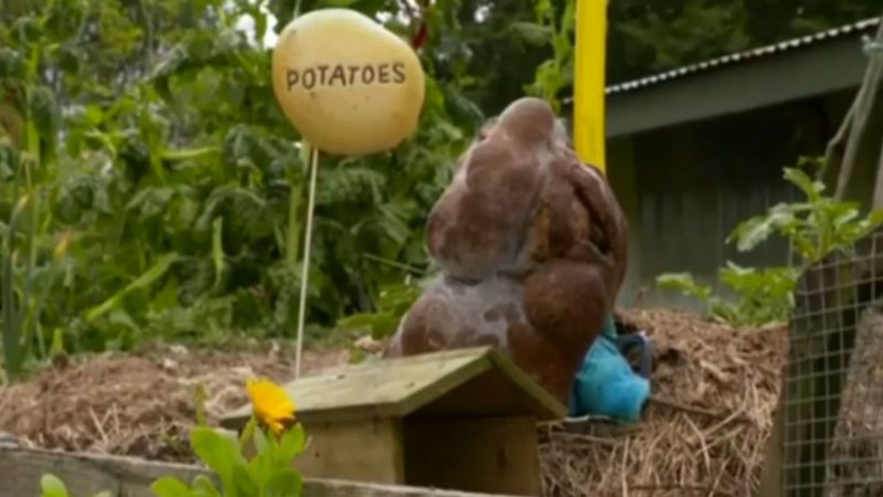 O tubérculo 'Dug' da Nova Zelândia - Divulgação/Vídeo/9News