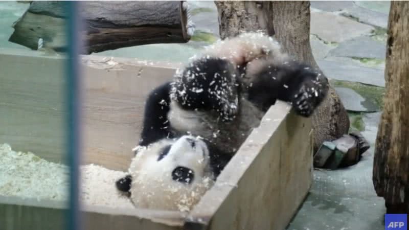 O filhote de panda gigante - Divulgação - Youtube