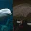 Baleia beluga sendo retirada do rio Sena