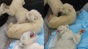 Os três filhotes de leões brancos - Reprodução/Vídeo/Redes Sociais/X/@ElUniversal