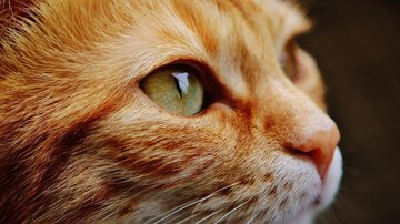 Imagem ilustrativa de gato - Imagem de Alexa por Pixabay