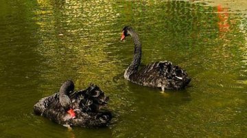 Romeu e Julieta, os cisnes negros - Reprodução/Redes Sociais/Instagram/@parqueguinle