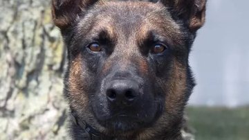 O cão Yoda - Reprodução/El Paso Border Patrol Tactical Team (BORTAC)