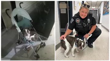 O cachorro da raça buldogue francês - Reprodução/Facebook/Departamento de Polícia de Allegheni