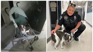 O cachorro da raça buldogue francês - Reprodução/Facebook/Departamento de Polícia de Allegheni