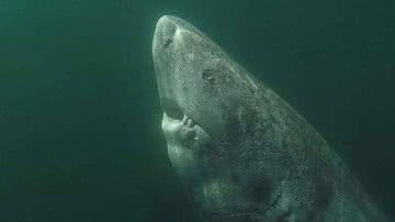 Imagem que ilustra um tubarão-da-Groenlândia - Reprodução/Redes Sociais/X/@MarAssustador