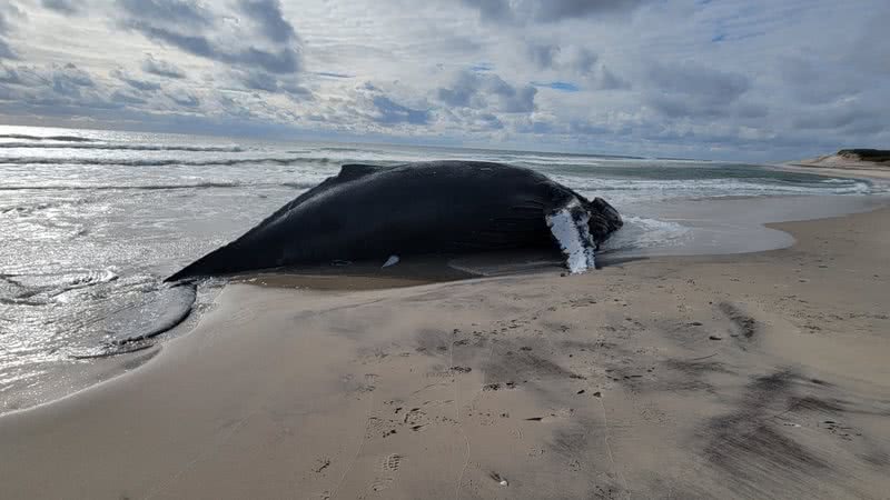 A baleia jubarte que morreu encalhada - Image (c) Kristina Penn / Parks Canada