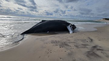 A baleia jubarte que morreu encalhada - Image (c) Kristina Penn / Parks Canada