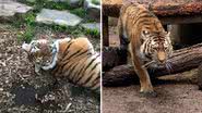 A tigresa Mila - Reprodução/Facebook/CMZoo