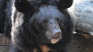 O urso Yampil - Divulgação/Five Sisters Zoo