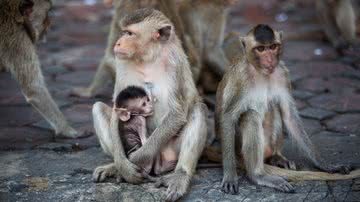 Imagem ilustrativa de macacos - Getty Images