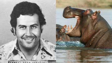 Pablo Escobar e hipopótamo, respectivamente - Colombian National Police via Wikimedia Commons e Imagem de Brigitte Werner via Pixabay, respectivamente