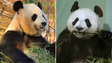 Os pandas em questão - Reprodução/Redes Sociais/X/@DongshengNewsES