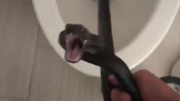 A cobra encontrada dentro do vaso sanitário de Michelle Lespron - Reprodução/Vídeo/Redes Sociais/Twitter/@famaglamour2020