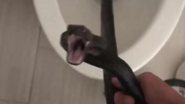 A cobra encontrada dentro do vaso sanitário de Michelle Lespron - Reprodução/Vídeo/Redes Sociais/Twitter/@famaglamour2020