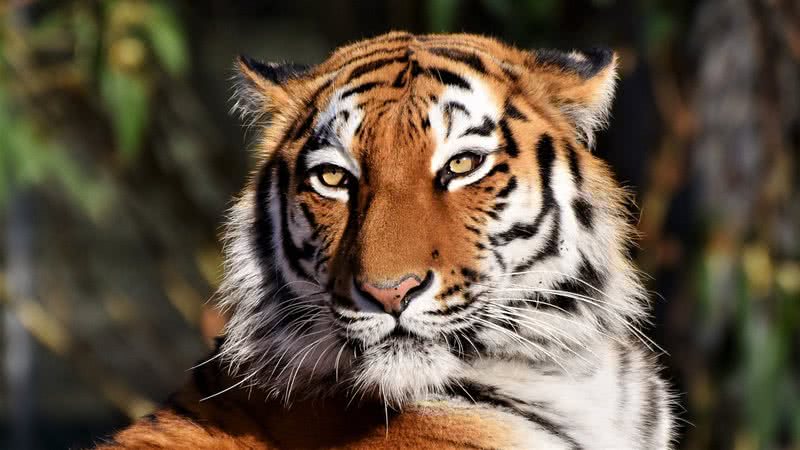 Imagem ilustrativa de tigre - Imagem de Ralph por Pixabay