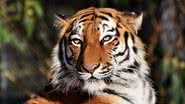 Imagem ilustrativa de tigre - Imagem de Ralph por Pixabay