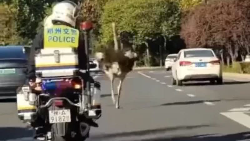 O avestruz correndo pela estrada - Reprodução/China News