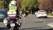 O avestruz correndo pela estrada - Reprodução/China News