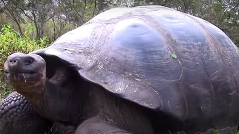 Imagem de vídeo mostrando uma tartaruga-gigante de Galápagos - Reprodução/vídeo/ Good News RedeTV!
