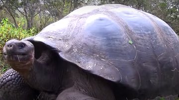 Imagem de vídeo mostrando uma tartaruga-gigante de Galápagos - Reprodução/vídeo/ Good News RedeTV!