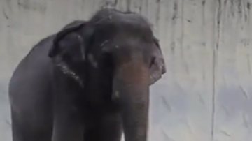 O elefante Mali - Reprodução/Vídeo/X/@peta