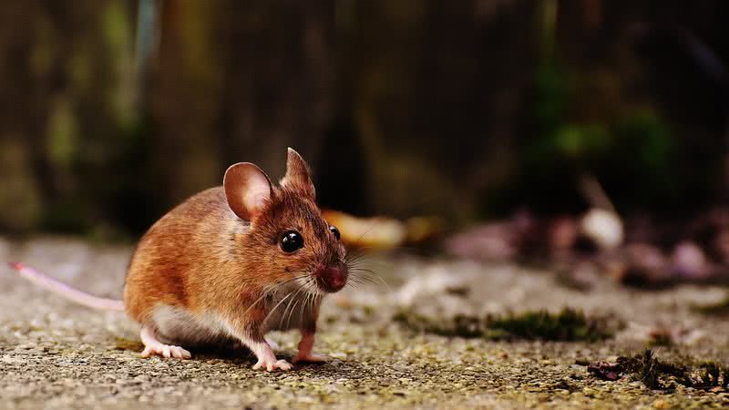 Imagem ilustrativa de rato - Imagem de Alexa por Pixabay