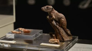 Cinodonte foi identificado como o novo mamífero mais antigo do mundo. - Rochele Zandavalli / UFRGS