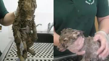Animal misterioso coberto de lama - Divulgalçai/South Essex Wildlife Hospital