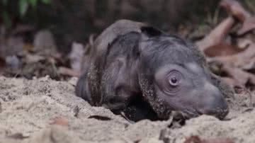 Filhote de rinoceronte de Sumatra - Reprodução/Vídeo/G1